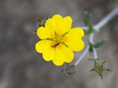 05C Yellow wildflower with five petals near Ak-Sai Travel Lenin Peak Base Camp 3600m